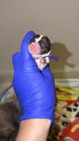 Brindle Parti charting 5.5 p (PURPLE COLLAR), a female Yorkshire Terrier for sale in New Braunfels, TX – 2 of 4