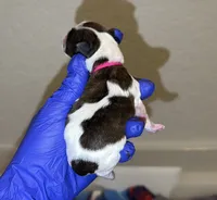 Brindle Parti charting 6-7pounds (BRight pink collar), a female Yorkshire Terrier for sale in New Braunfels, TX – 2 of 3