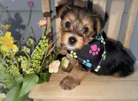Traditional yellow collar , a male Yorkshire Terrier for sale in New Braunfels, TX – 2 of 3