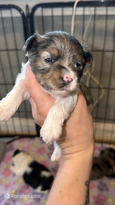 Chocoberry Merle (blue collar) – Yorkshire Terrier puppy for sale in New Braunfels, TX