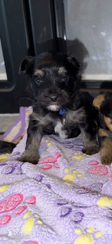 Blue collar  – Yorkshire Terrier puppy for sale in New Braunfels, TX
