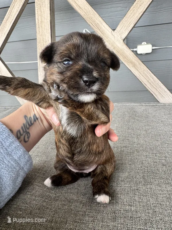 Registered Brindle female  – Yorkshire Terrier puppy for sale in New Braunfels, TX