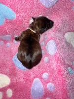 Registered Brindle female , a female Yorkshire Terrier for sale in New Braunfels, TX – Photo 4 of 4