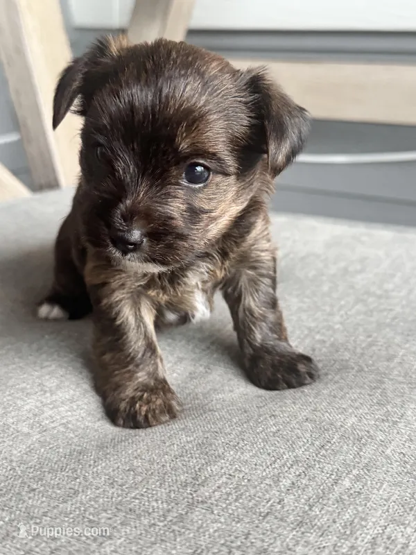 Registered Brindle female  – Yorkshire Terrier puppy for sale in New Braunfels, TX