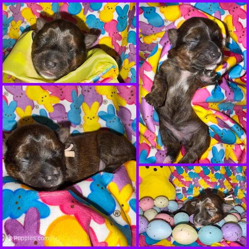 Registered Brindle female  – Yorkshire Terrier puppy for sale in New Braunfels, TX