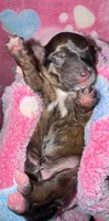 Registered Brindle female , a female Yorkshire Terrier for sale in New Braunfels, TX – Photo 2 of 4