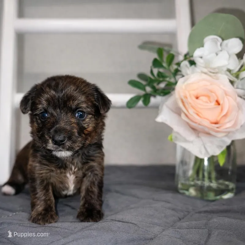 Registered Brindle female  – Yorkshire Terrier puppy for sale in New Braunfels, TX