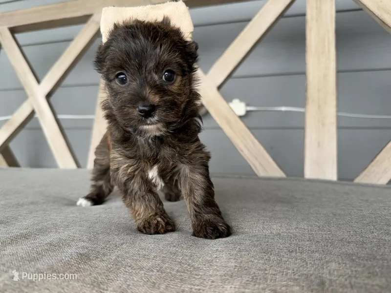Registered Brindle female  – Yorkshire Terrier puppy for sale in New Braunfels, TX