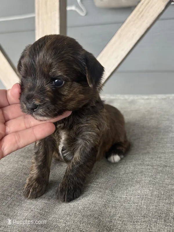 Registered Brindle female  – Yorkshire Terrier puppy for sale in New Braunfels, TX
