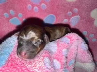 Registered Brindle female , a female Yorkshire Terrier for sale in New Braunfels, TX – Photo 3 of 4