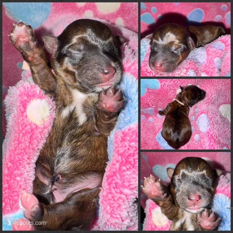 Registered Brindle female  – Yorkshire Terrier puppy for sale in New Braunfels, TX