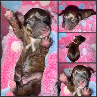 Registered Brindle female , a female Yorkshire Terrier for sale in New Braunfels, TX – Photo 1 of 4