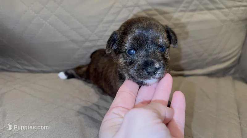Registered Brindle female  – Yorkshire Terrier puppy for sale in New Braunfels, TX
