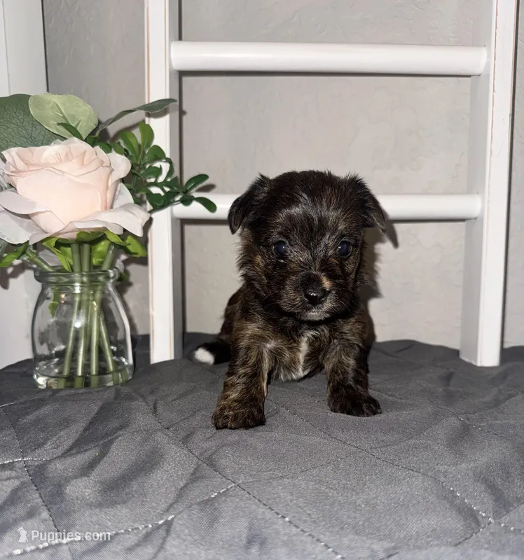 Registered Brindle female  – Yorkshire Terrier puppy for sale in New Braunfels, TX