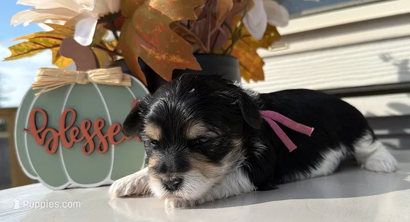 Bright pink collar  – Yorkshire Terrier puppy for sale in New Braunfels, TX