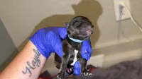 Brindle charting 6.5-7 pounds (BABY BLUE COLLAR), a female Yorkshire Terrier for sale in New Braunfels, TX – 1 of 3