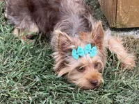 Akc chocolate , a female Yorkshire Terrier for sale in New Braunfels, TX – 2 of 3