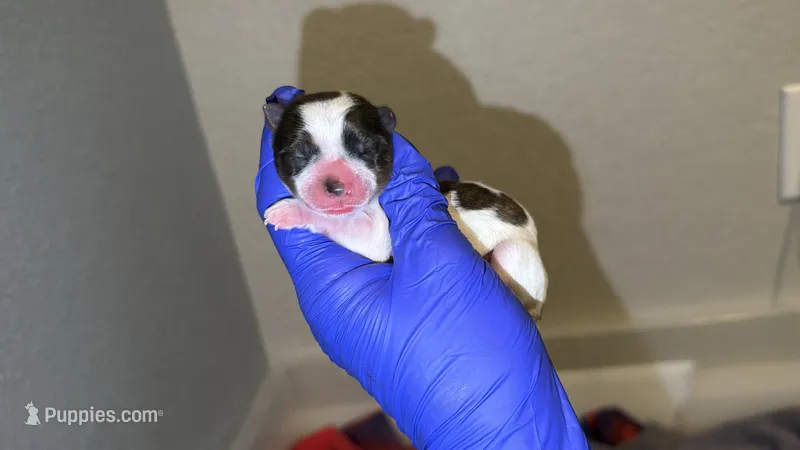 Brindle Parti charting 6-7pounds (BRight pink collar) – Yorkshire Terrier puppy for sale in New Braunfels, TX