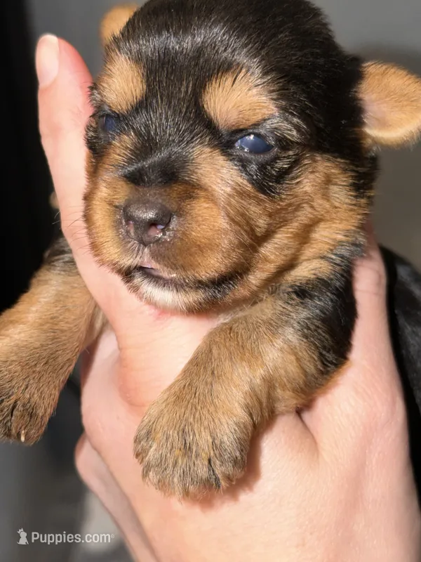 Charting 6 p green collar  – Yorkshire Terrier puppy for sale in New Braunfels, TX