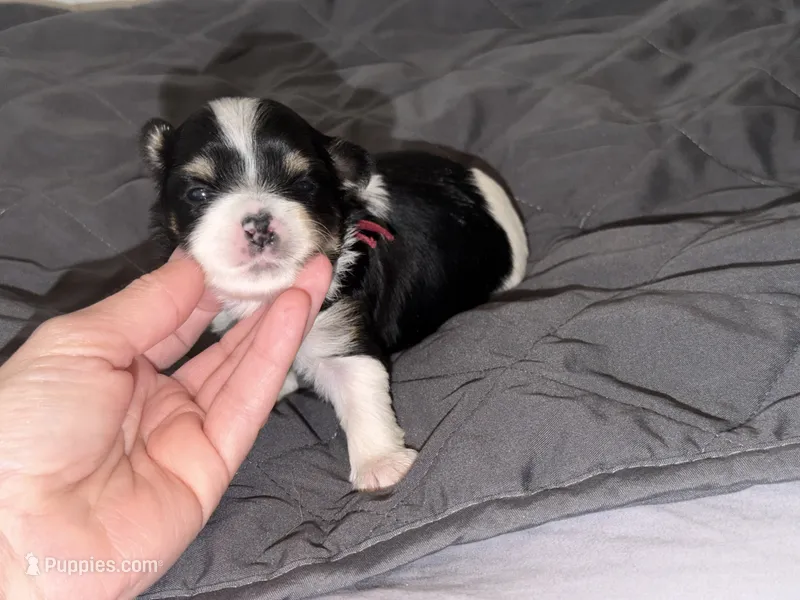 Ckc male (Burgandy collar) – Yorkshire Terrier puppy for sale in New Braunfels, TX