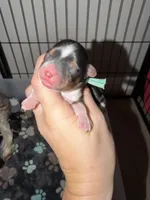 Aqua collar , a female Yorkshire Terrier for sale in New Braunfels, TX – 2 of 3