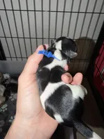 Blue collar , a male Yorkshire Terrier for sale in New Braunfels, TX – 2 of 2