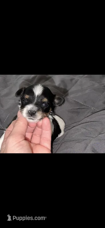 Baby blue collar  – Yorkshire Terrier puppy on hold in New Braunfels, TX