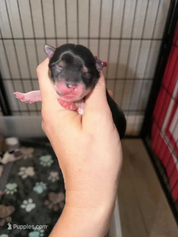 Bright pink collar  – Yorkshire Terrier puppy for sale in New Braunfels, TX