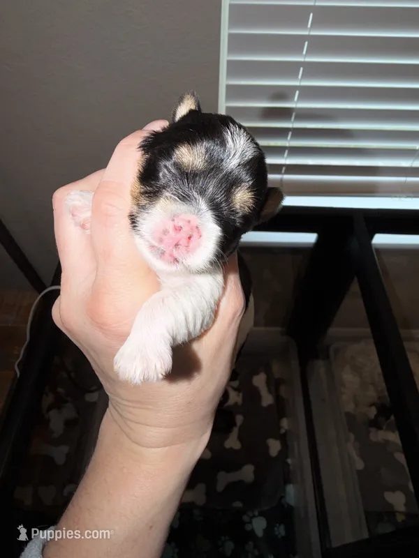 CKC REG Blue collar Male Parti – Yorkshire Terrier puppy for sale in New Braunfels, TX