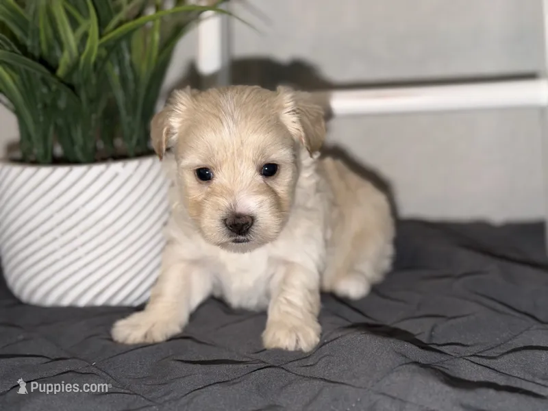 Blonde Parti  – Yorkshire Terrier puppy for sale in New Braunfels, TX