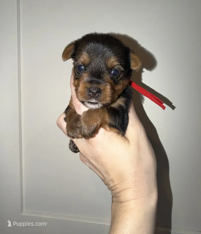 Traditional red collar  – Yorkshire Terrier puppy for sale in New Braunfels, TX