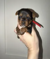 Traditional red collar , a male Yorkshire Terrier for sale in New Braunfels, TX – 1 of 2