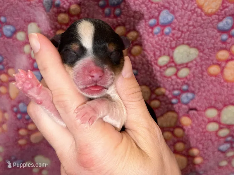 Ckc male (green collar) – Yorkshire Terrier puppy for sale in New Braunfels, TX