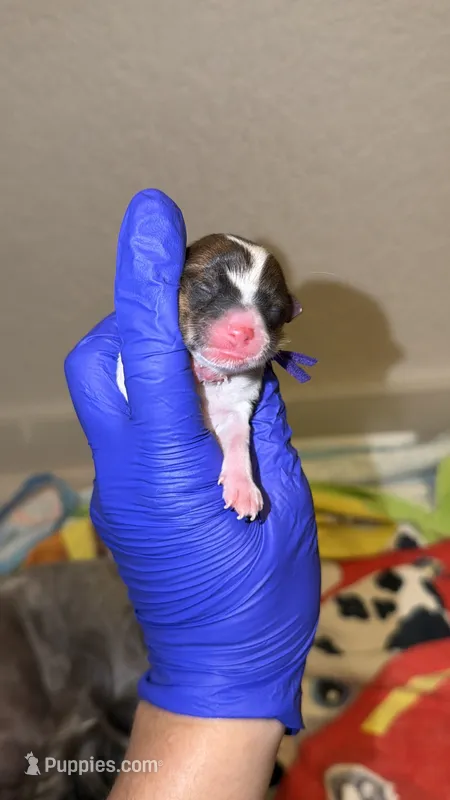 Brindle Parti charting 5.5 p (PURPLE COLLAR) – Yorkshire Terrier puppy for sale in New Braunfels, TX