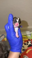 Brindle Parti charting 5.5 p (PURPLE COLLAR), a female Yorkshire Terrier for sale in New Braunfels, TX – 1 of 4