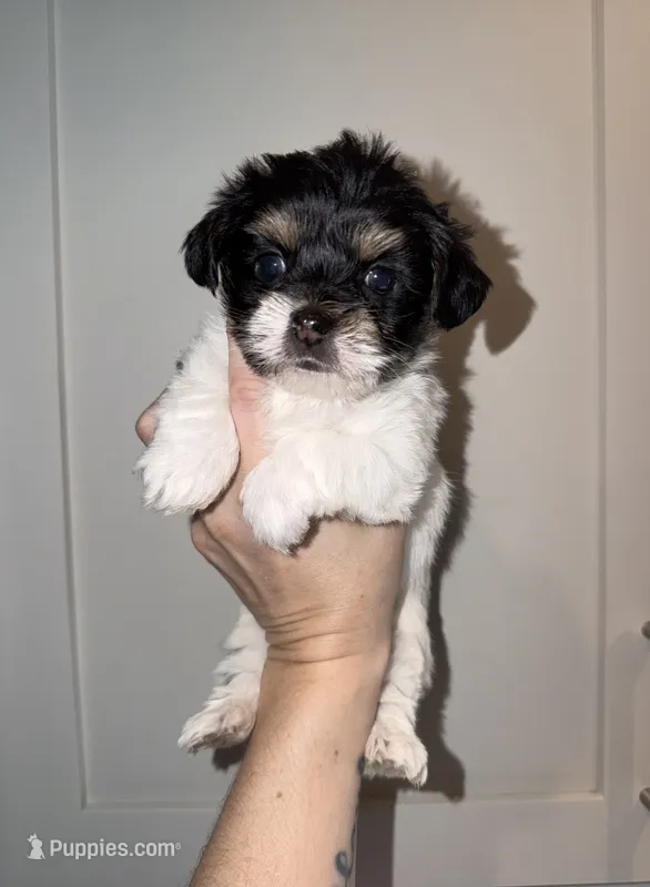 CKC REG Brown Collar Male  – Yorkshire Terrier puppy for sale in New Braunfels, TX