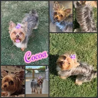 Akc chocolate Cocoa , a female Yorkshire Terrier for sale in New Braunfels, TX – 3 of 3