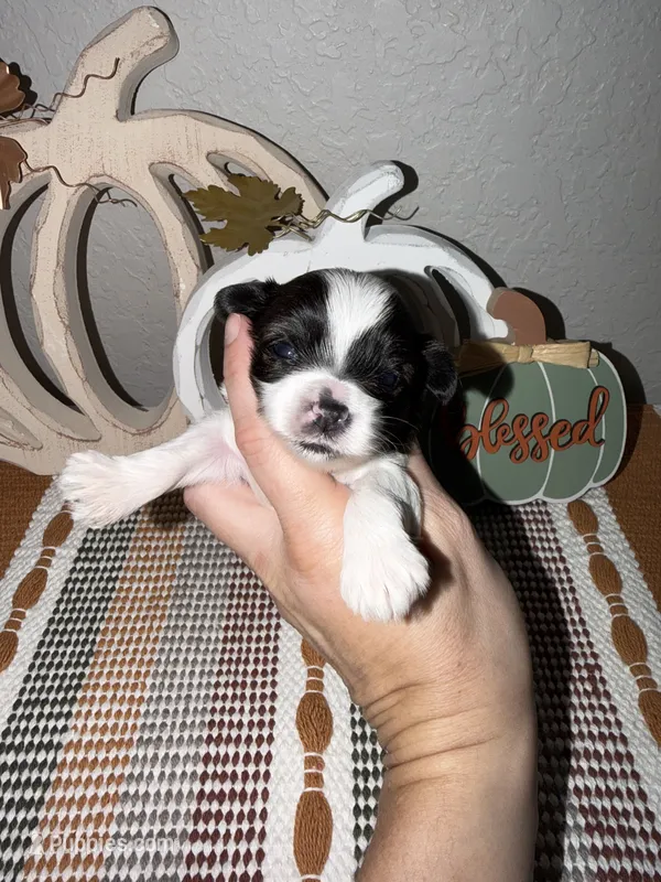 Brindle Parti male (RED COLLAR) – Yorkshire Terrier puppy for sale in New Braunfels, TX