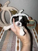 Brindle Parti male (RED COLLAR), a male Yorkshire Terrier for sale in New Braunfels, TX – 1 of 4