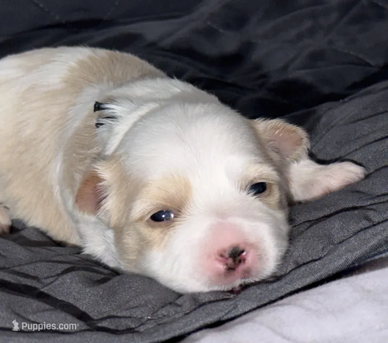 CKC extreme blonde Parti  (black collar) – Yorkshire Terrier puppy for sale in New Braunfels, TX