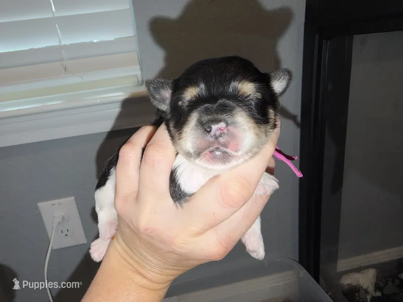 Bright pink collar  – Yorkshire Terrier puppy for sale in New Braunfels, TX