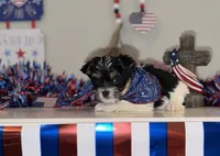Blue collar Parti , a male Yorkshire Terrier for sale in New Braunfels, TX – 5 of 5
