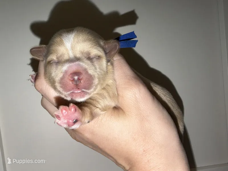 CKC Blonde Parti – Yorkshire Terrier puppy for sale in New Braunfels, TX