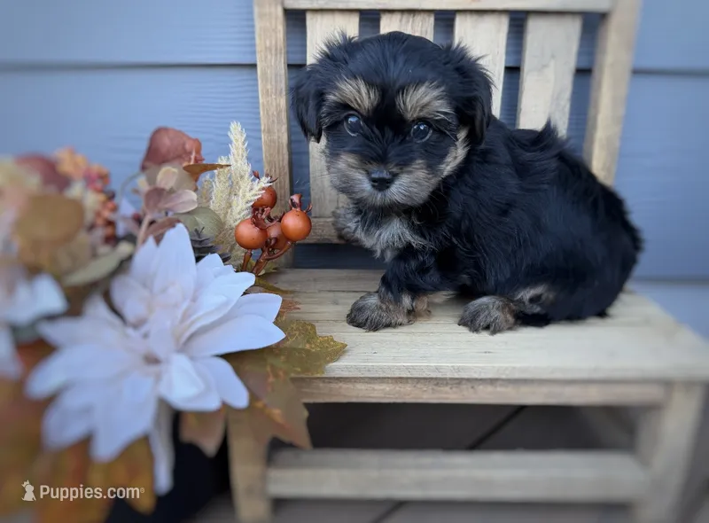 Male traditional  – Yorkshire Terrier puppy for sale in New Braunfels, TX