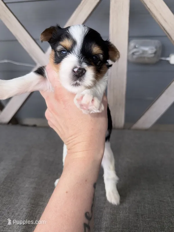 Ckc  male (green collar) – Yorkshire Terrier puppy for sale in New Braunfels, TX