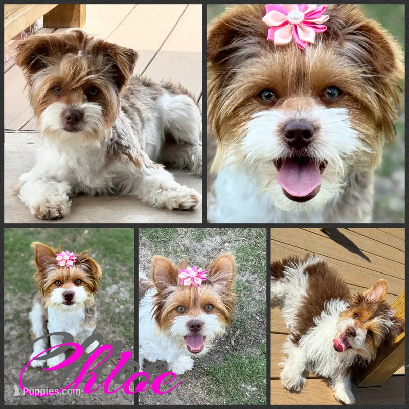 Chloe puppies  – Yorkshire Terrier puppy for sale in New Braunfels, TX