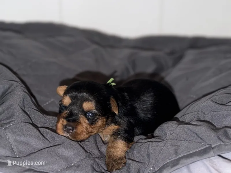 Traditional green collar , a male Yorkshire Terrier for sale in New Braunfels, TX – 1 of 2