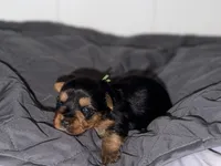 Traditional green collar , a male Yorkshire Terrier for sale in New Braunfels, TX – 1 of 2