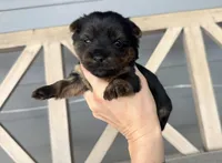 Traditional Female (Beige), a female Yorkshire Terrier for sale in New Braunfels, TX – 3 of 3