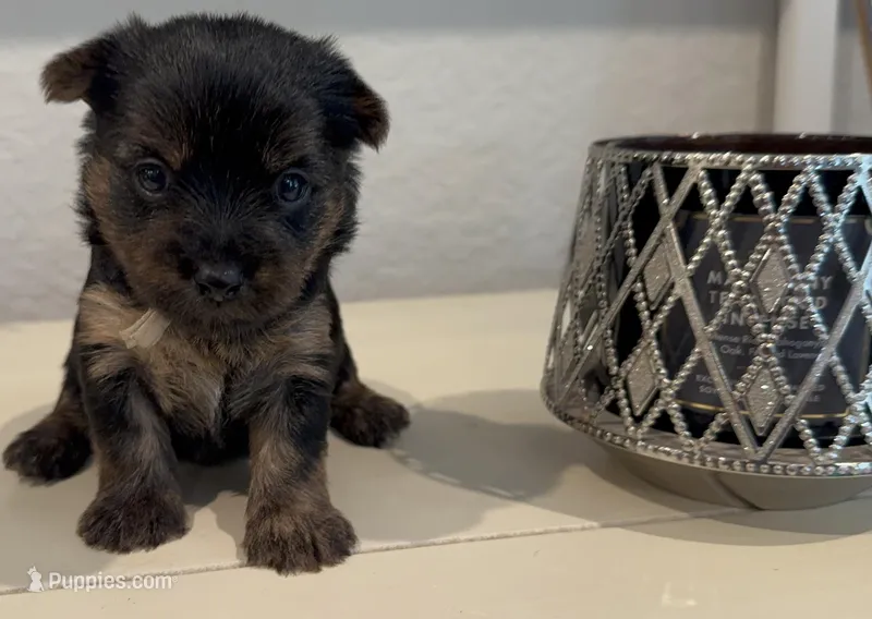 Traditional Female (Beige) – Yorkshire Terrier puppy for sale in New Braunfels, TX